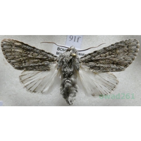 Acronicta aceris (Linnaeus, 1758) Wieczernica klonówka Czech91f